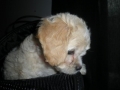 Cockapoo Puppies